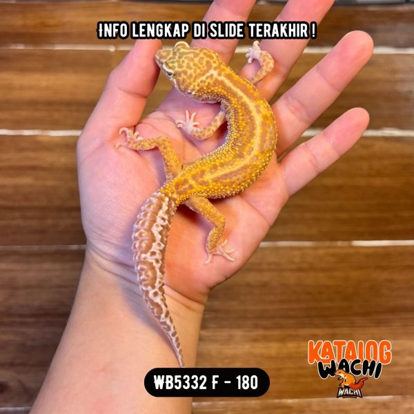 WB5332 F | Ovulasi, Siap Kawin 👌🏻