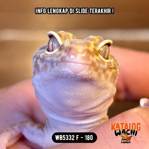 WB5332 F | Ovulasi, Siap Kawin 👌🏻