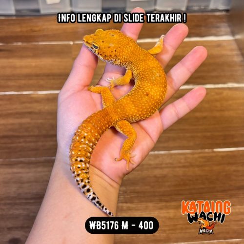 WB5176 M | Jeruk GEDEE BANGETT !!! 🤯 Pejantan Tangguh 💪🏻