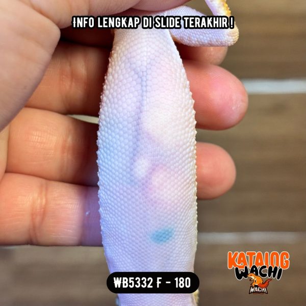 WB5332 F | Ovulasi, Siap Kawin 👌🏻