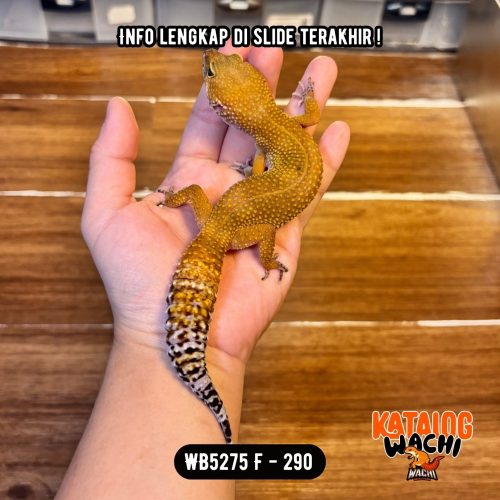 107 WB5275 F | Jeruk Burik ❤️🖤