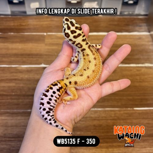 WB5135 F | GENDUT BANGET 😭 Ovulasi, Siap Kawin 👌🏻