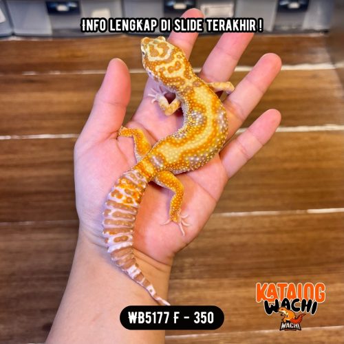 WB5177 F | Warna Menyala 🔥🔥🔥