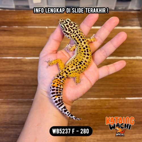 WB5237 F | GEMBUL2 GITU 🤗 Ovulasi, Siap Kawin 👌🏻