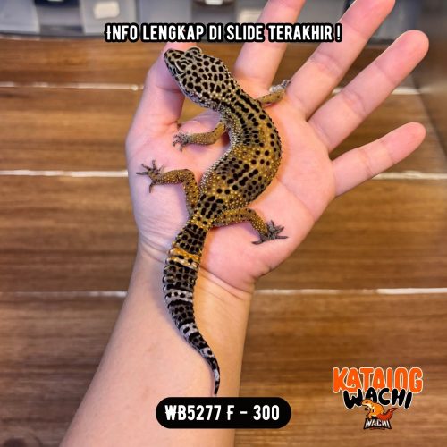 113 WB5277 F | Ireng Jeruk 🖤🧡 Ovulasi, Siap Kawin 👌🏻