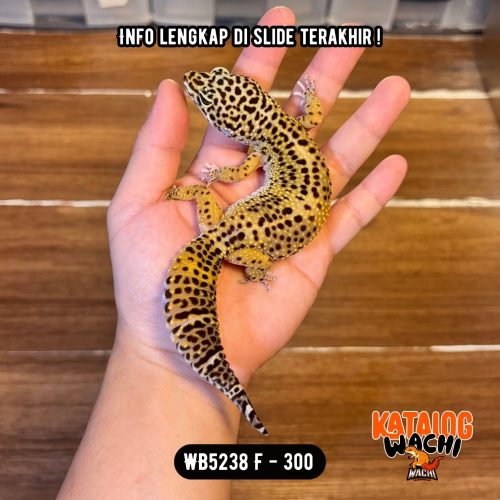 WB5238 F | GENDUTTT 😭 Ovulasi, Siap Kawin 👌🏻