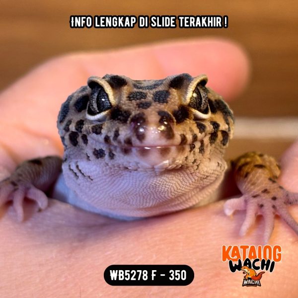WB5277 F | Ireng Jeruk 🖤🧡 Ovulasi, Siap Kawin 👌🏻