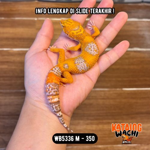 WB5336 M | Jeruk Ciamik 🧡🤍