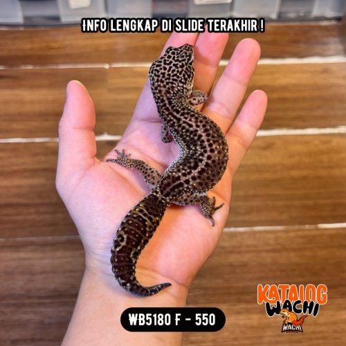WB5180 F | Ireng Montok 🤯 Ovulasi, Siap Kawin 👌🏻