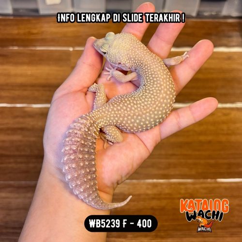 WB5239 F | Rare Morph Nih! 🤯 Gendut Banget 😆 Ovulasi, Siap Kawin 👌🏻