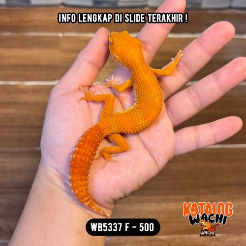 WB5337 F | Pedas Banget 🥵 Ovulasi, Siap Kawin 👌🏻