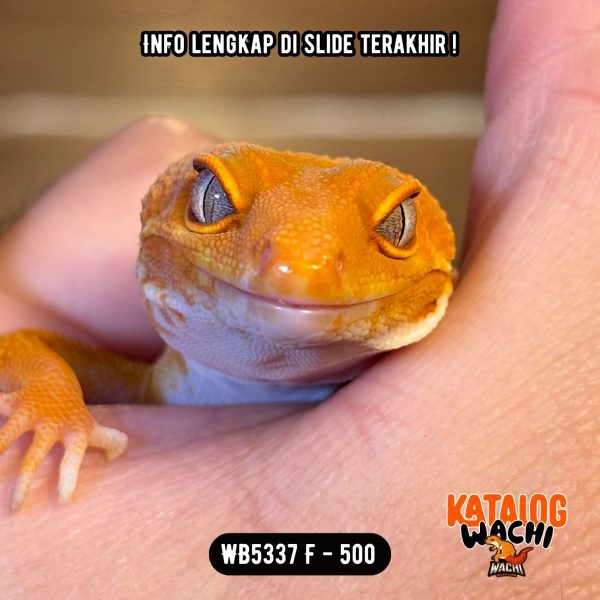 WB5337 F | Pedas Banget 🥵 Ovulasi, Siap Kawin 👌🏻