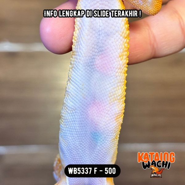 WB5337 F | Pedas Banget 🥵 Ovulasi, Siap Kawin 👌🏻