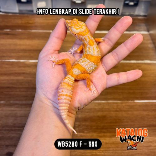 124 WB5280 F | Jeruk Silver 🤍🧡