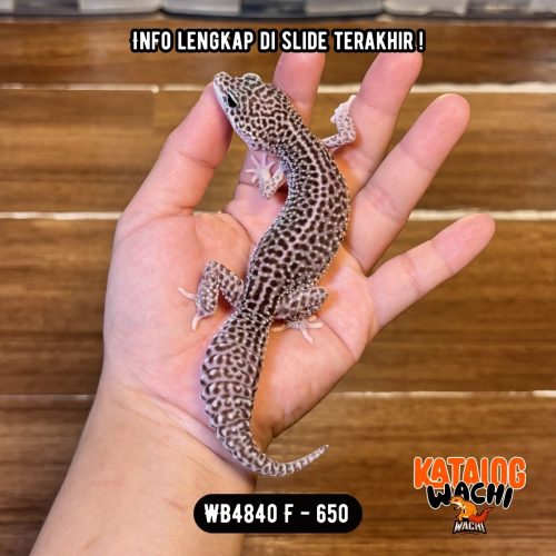 WB4840 F | Senyum2 Ireng 🖤✨