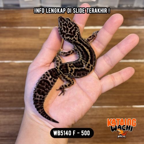WB5140 F | Gecko IRENG 🖤✨