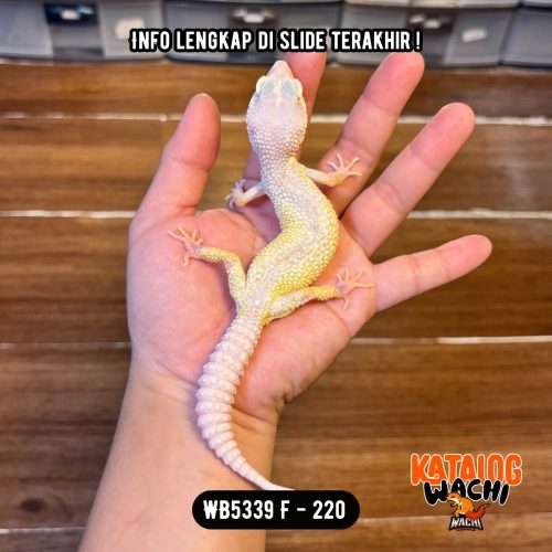 WB5339 F | Gecko Alien 👽