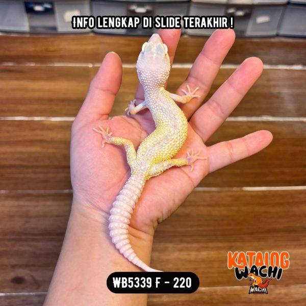 WB5339 F | Gecko Alien 👽