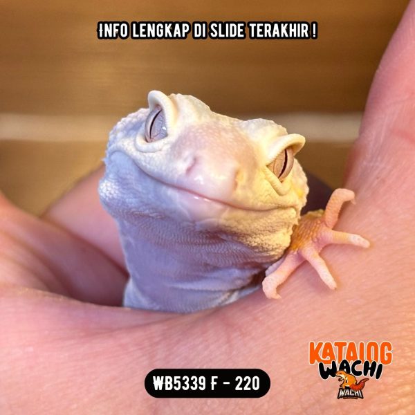WB5339 F | Gecko Alien 👽