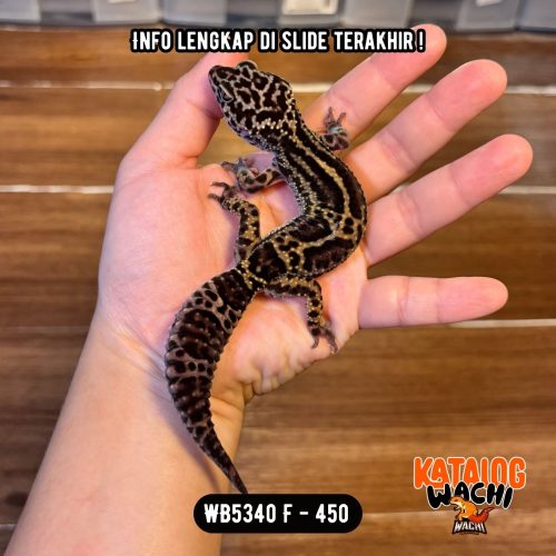WB5340 F | Gecko IRENG 🖤✨
