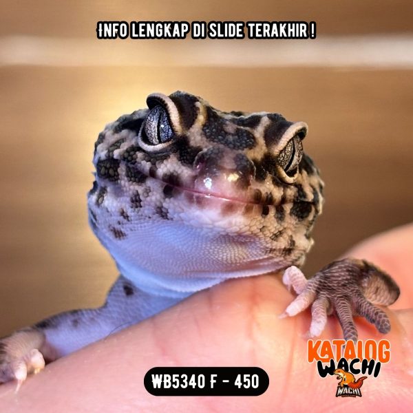 WB5340 F | Gecko IRENG 🖤✨