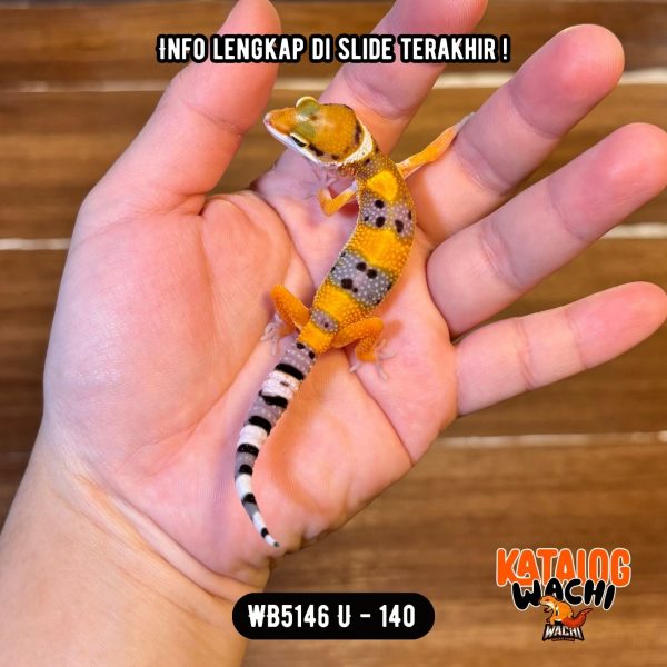 WB5146 U