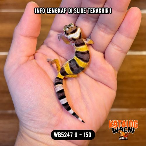 19 WB5247 U | Cosplay Lebah 🐝