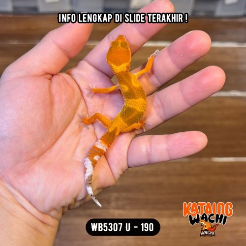 WB5307 U | Baby Jeruk Cakep 🍊🔥