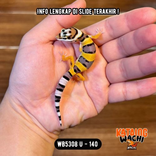 WB5308 U