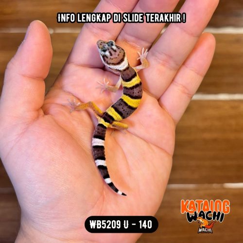 WB5209 U | Baby Lebah 🐝