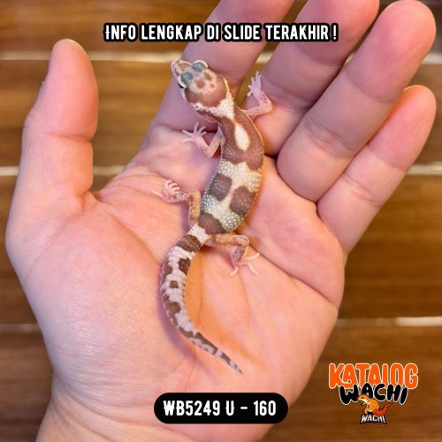 25 WB5249 U | Kombinasi Putih & Pink 🤍🩷 Mata Merah 🔴👅🔴