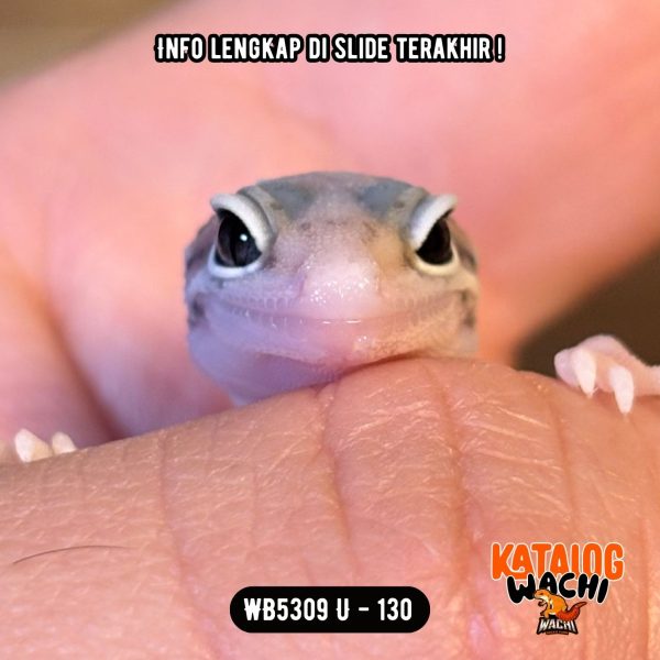 WB5309 U | Matanya Unik 🤩