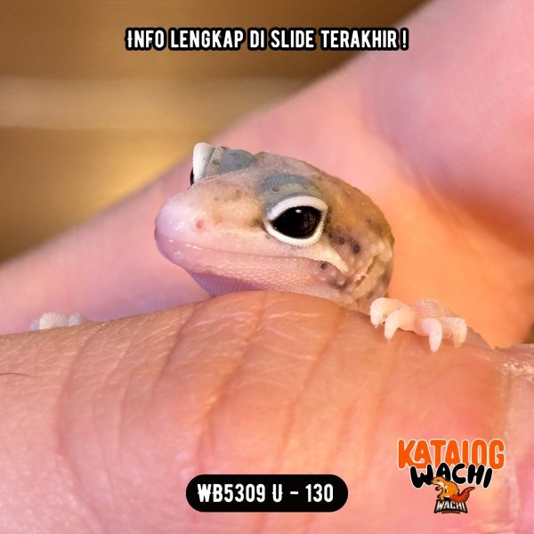 WB5309 U | Matanya Unik 🤩