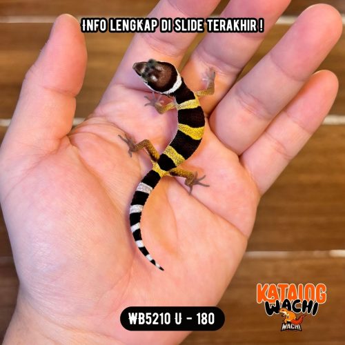 WB5210 U | Baby Lebah Cakep 🐝✨