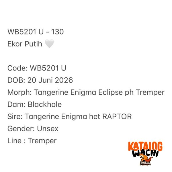 WB5201 U | Ekor Putih 🤍