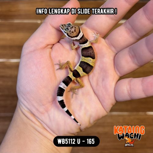 WB5112 U | Cookies Lebah 🐝❄️