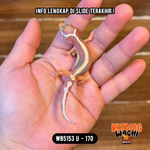 WB5153 U | Jalan Tol Albino 🛣️🔥