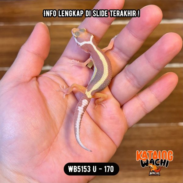 WB5153 U | Jalan Tol Albino 🛣️🔥