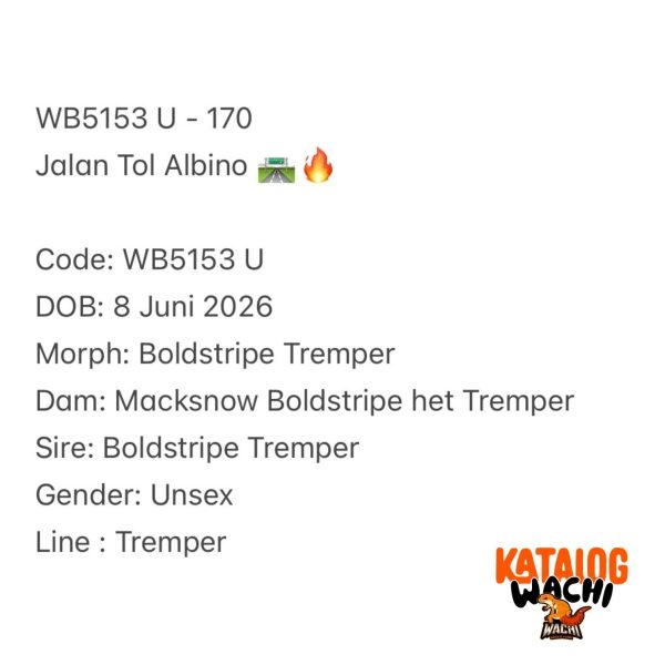 WB5153 U | Jalan Tol Albino 🛣️🔥