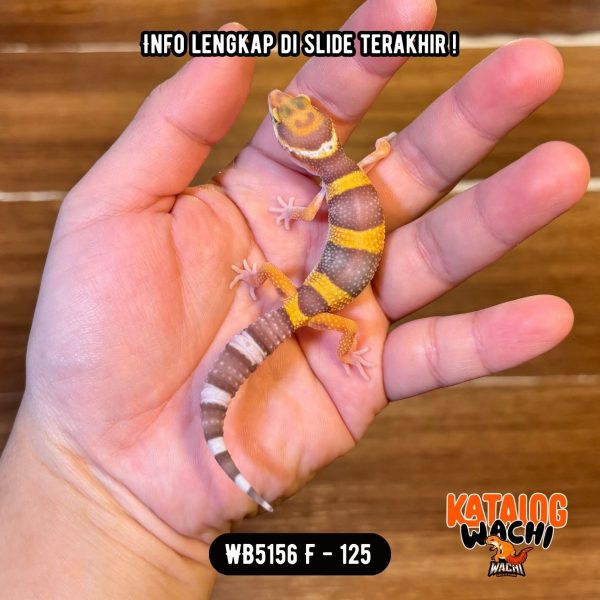 WB5156 F