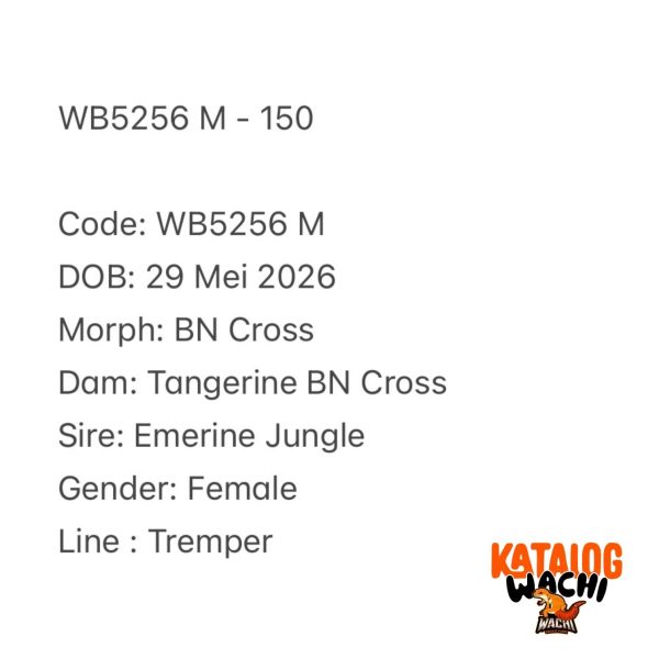 WB5256 M