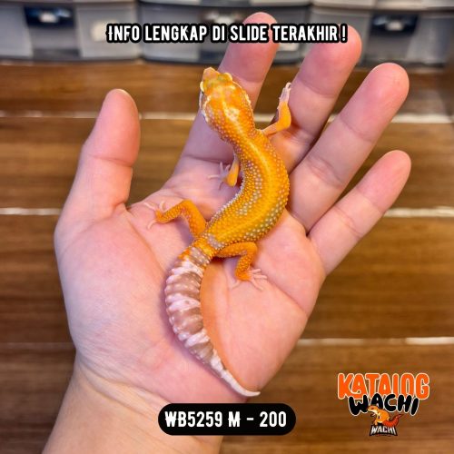 55 WB5259 M | Menyala-Nyala 🔥