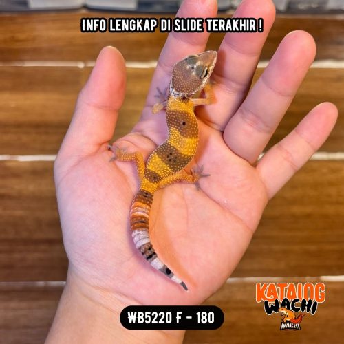 WB5220 F | Jeruk Gelap 🧡🖤