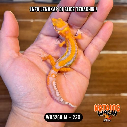 58 WB5260 M | Jeruk Ciamik 🔔