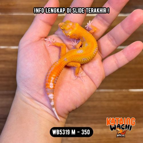 WB5319 M | Menyala-Nyala 🔥🔥🔥