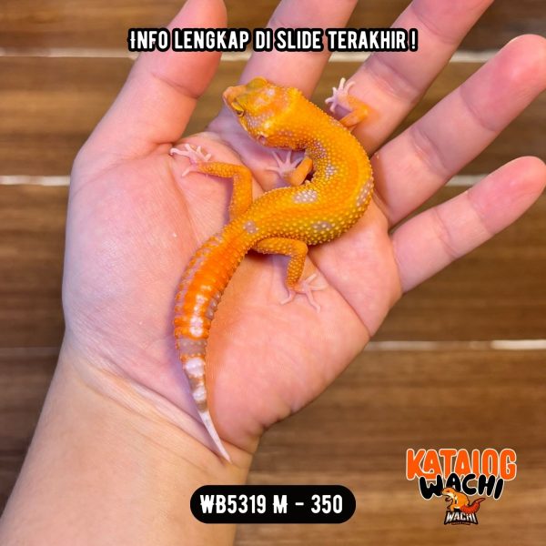 WB5319 M | Menyala-Nyala 🔥🔥🔥