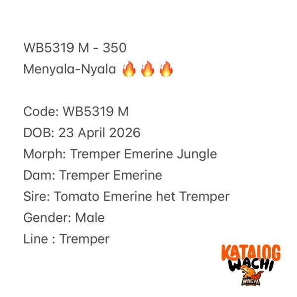 WB5319 M | Menyala-Nyala 🔥🔥🔥