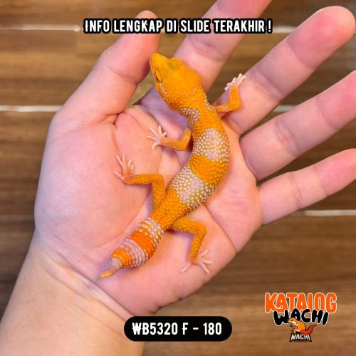 WB5320 F | Cakep Pedas 🥵
