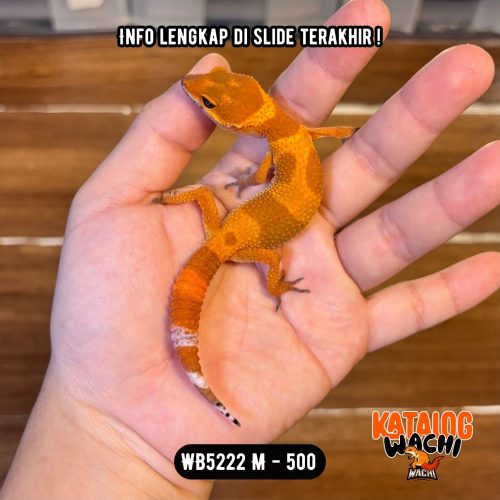 WB5222 M | Merah, Bukan Oren 🥵🌶️