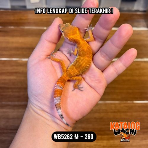 64 WB5262 M | Es Jeruk Cakep 🍊🔥